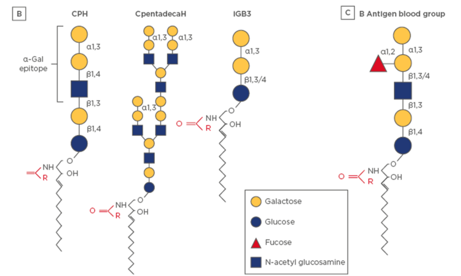 D L Galactose