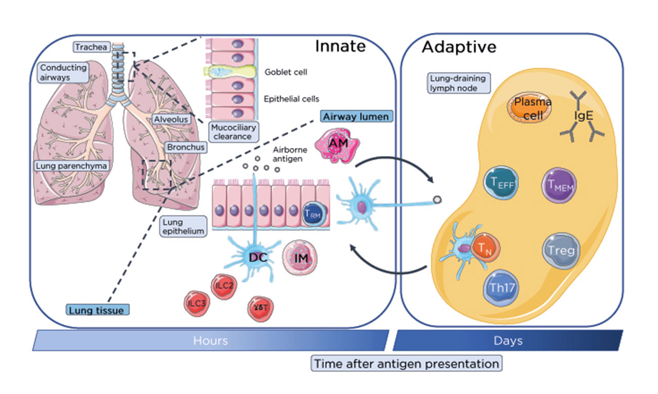 Spatiotemporal Cellular Networks Maintain Immune Homeostasis in